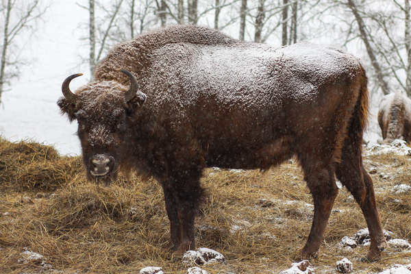 Rando à cheval dans l'Altaï