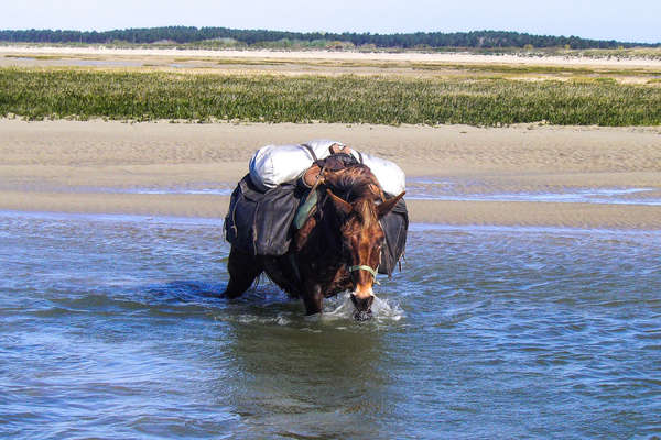 Rando à cheval en baie de Somme