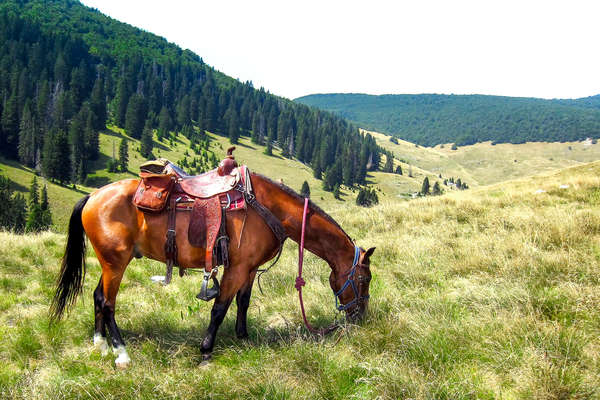 Rando à cheval en Croatie