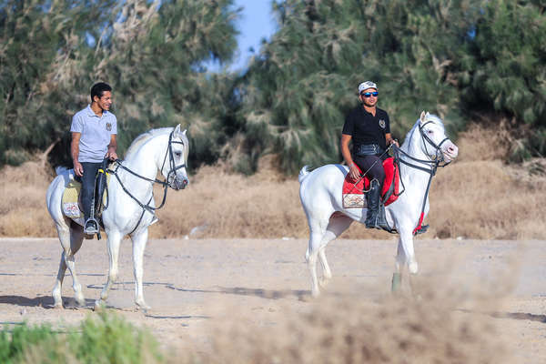 Rando à cheval en Egypte