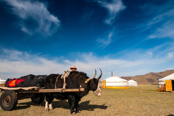Rando à cheval en yourte en Mongolie