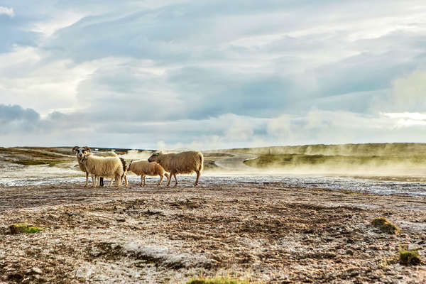 Rando à cheval près des moutons en Islande