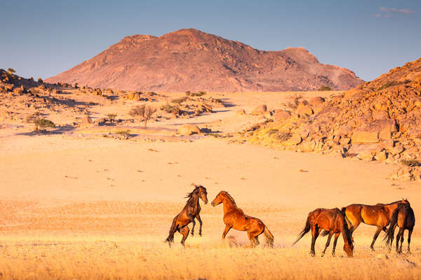 Rando équestre en Namibie