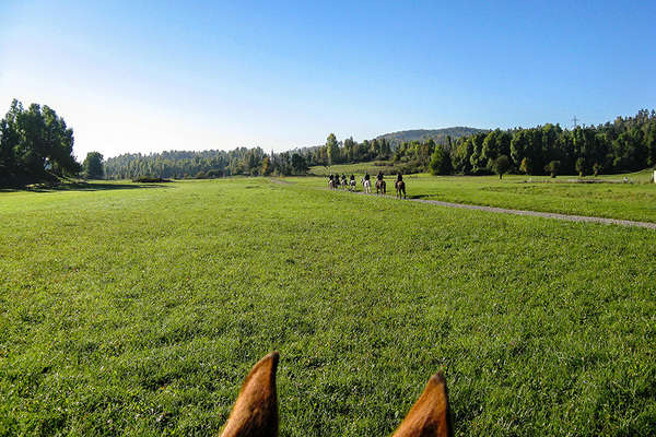 Chevaux en Slovénie