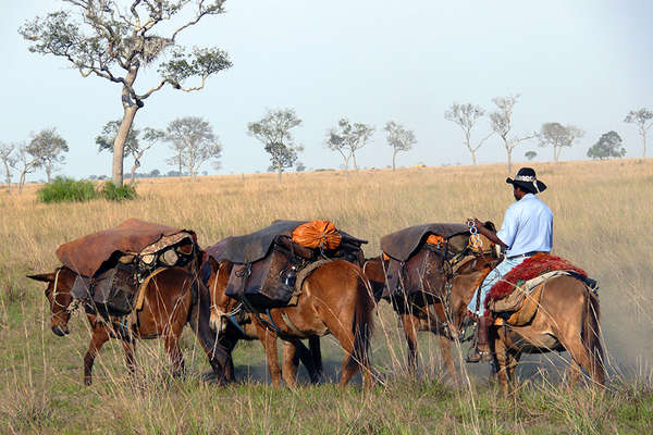 Séjour à cheval au Brésil dans le Pantanal