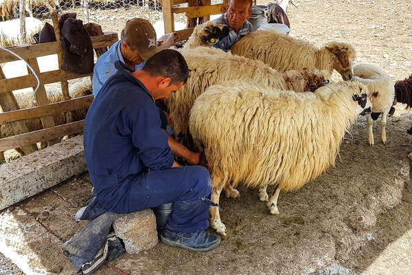 Randonnée à cheval en Albanie