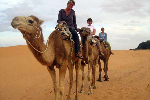 Tunisie et dromadaires