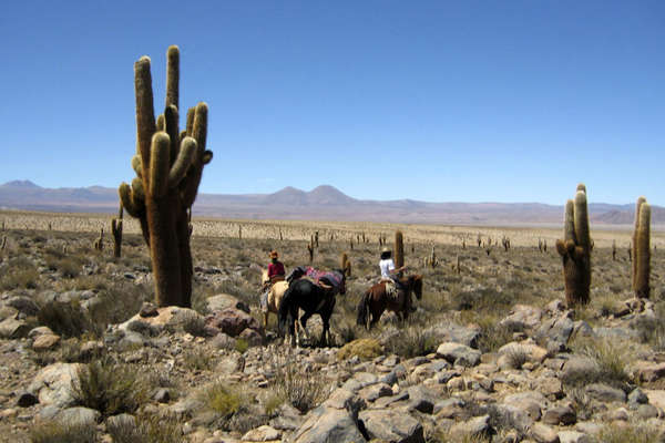 Cactus et chevaux au Chili
