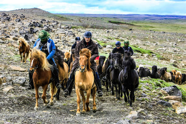 Randonnée équestre accompagnée de chevaux islandais