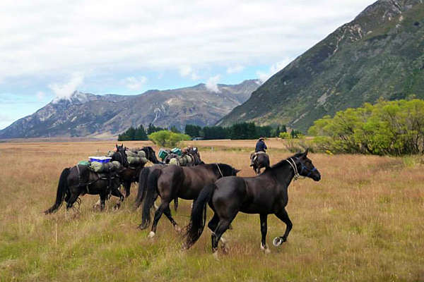 Nouvelle-Zélande et chevaux