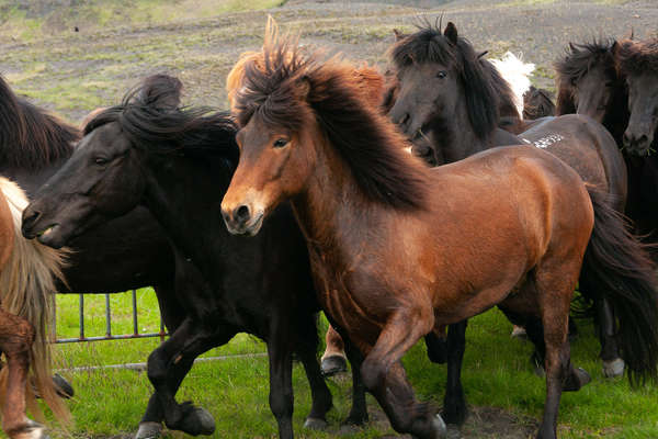 Rassemblement des chevaux en Islande