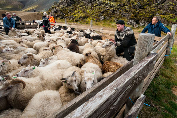 Rassemblement des moutons en Islande