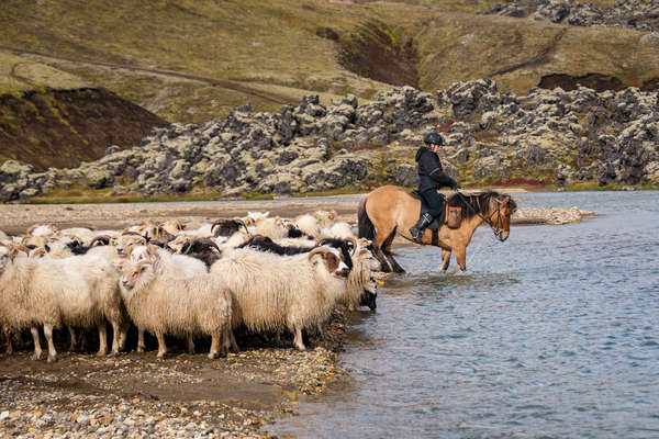 Rassemblement des moutons en Islande