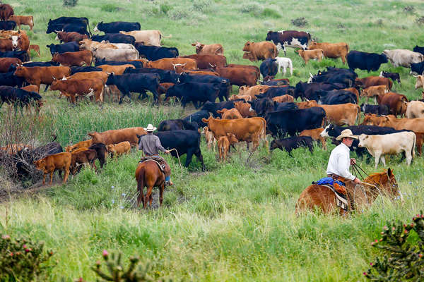 Rassemblement des troupeaux au Colorado