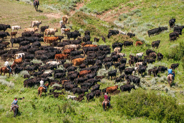 Rassemblement des troupeaux au Montana