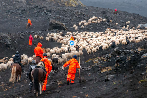 Rassemblement des troupeaux en Islande