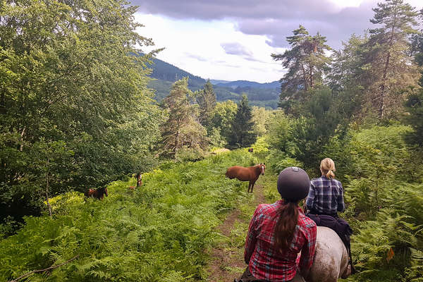 Rencontre avec les chevaux