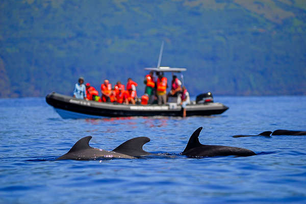 Rencontre avec les dauphins des Açores