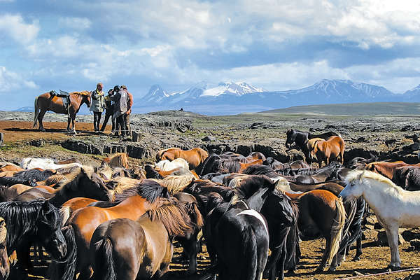 Rencontre avec les fermiers islandais