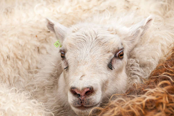 Rencontre avec les moutons d'Islande