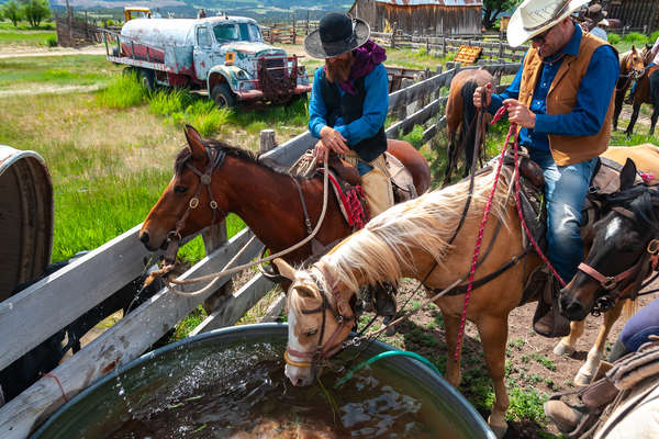 Repos des chevaux aux Etats-Unis