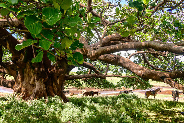 Repos pour les chevaux en Tanzanie