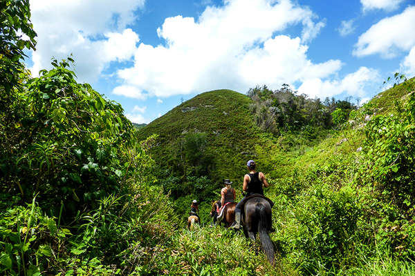 Forêt à cheval en République Dominicaine
