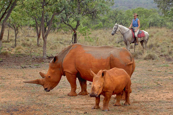 Rhinocéros et cheval en Afrique du Sud