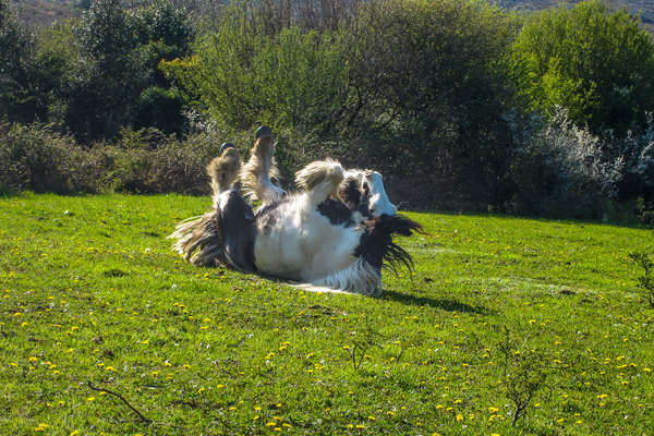 Roulade dans l'herbe verte