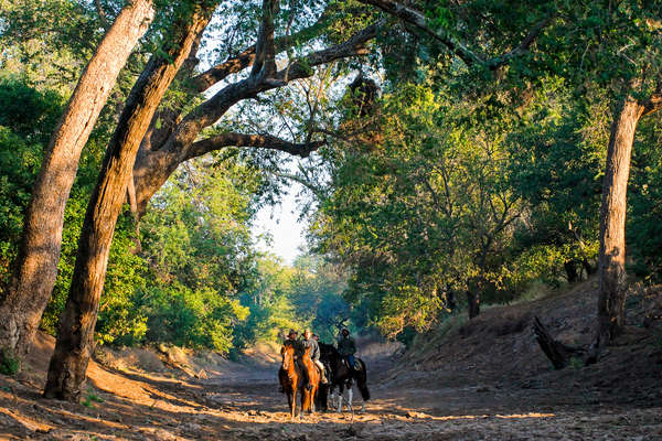 Safari à cheval au Botswana