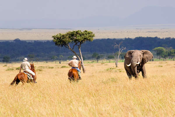 Safari à cheval au Kenya