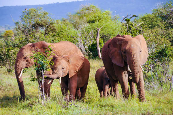 Safari à cheval au Kenya