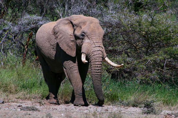 Safari à cheval au Kenya