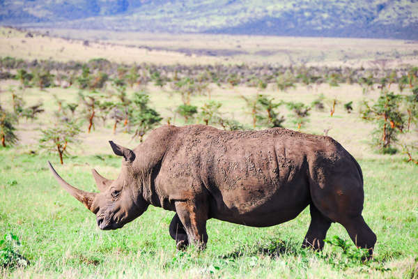 Safari à cheval au Kenya