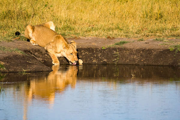 Safari à cheval au Zimbabwe