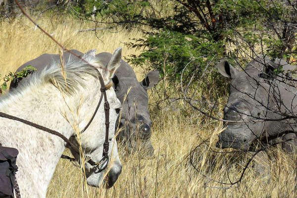 Safari à cheval au Zimbabwe