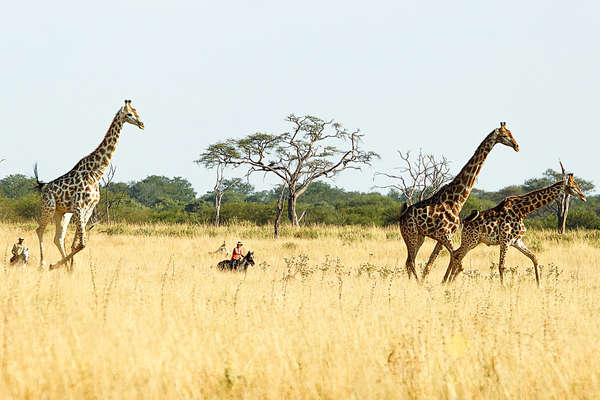 Safari à cheval au Zimbabwe