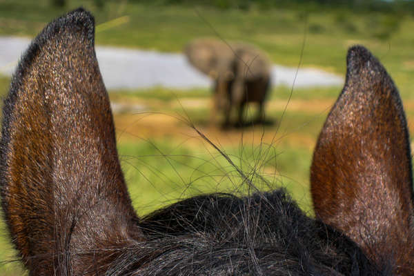 Safari à cheval au Zimbabwe