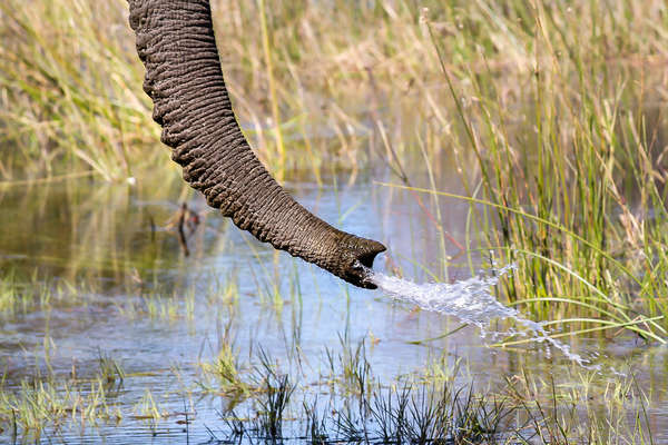 Safari à cheval dans le delta de l'Okavango