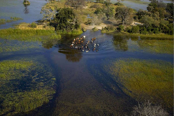 Delta Okavango et chevaux