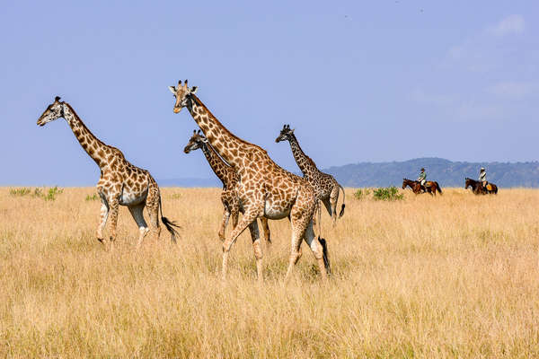 Safari à cheval dans le Masaï Mara