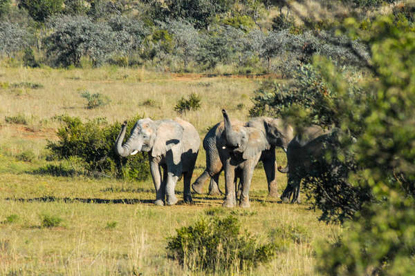 Safari à cheval dans le Waterberg