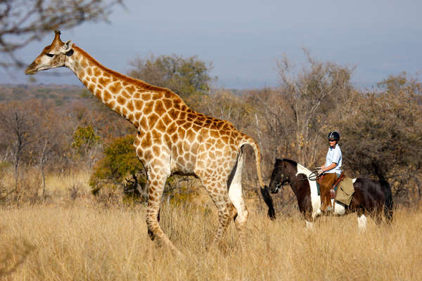 Safari à cheval en Afrique du Sud