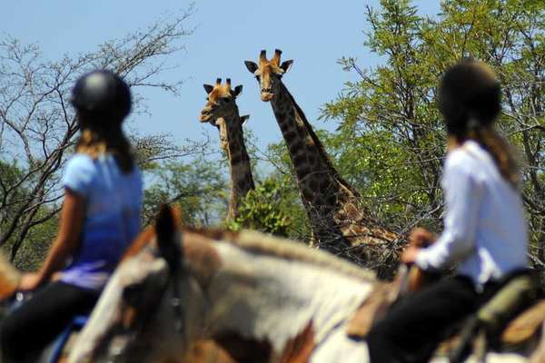 Safari équestre en Afrique du Sud