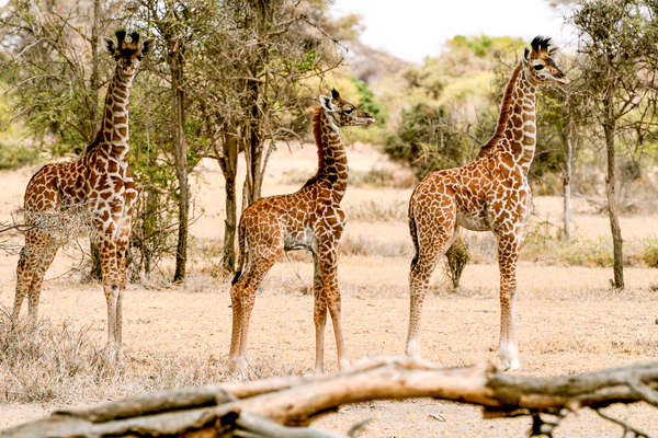 Safari à cheval en Tanzanie