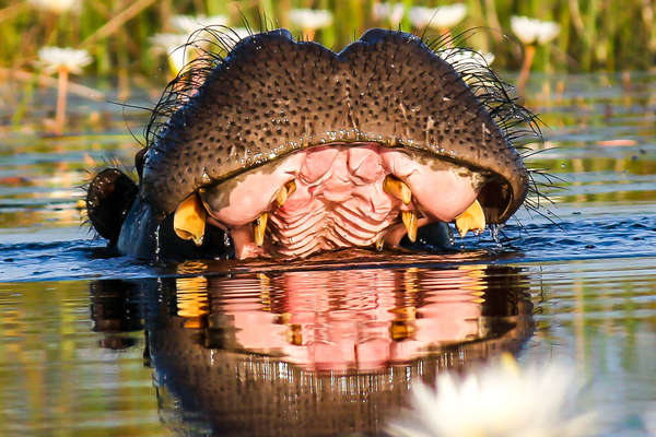 Safari dans le delta de l'Okavango