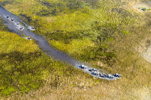 Safari dans l'Okavango
