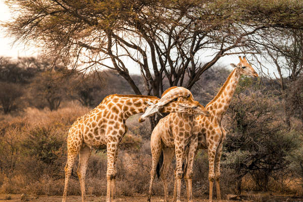 Safari équestre et découverte de la Namibie