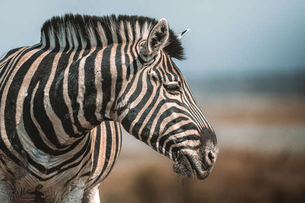 Safari équestre et découverte de la Namibie