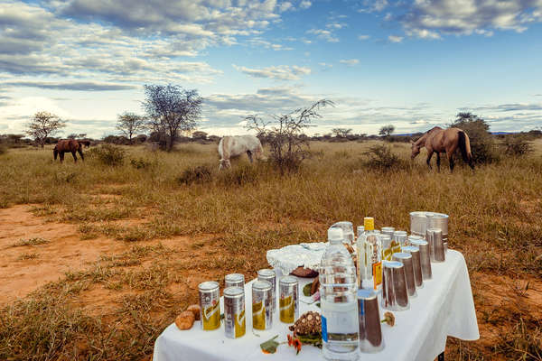 Safari équestre et découverte de la Namibie